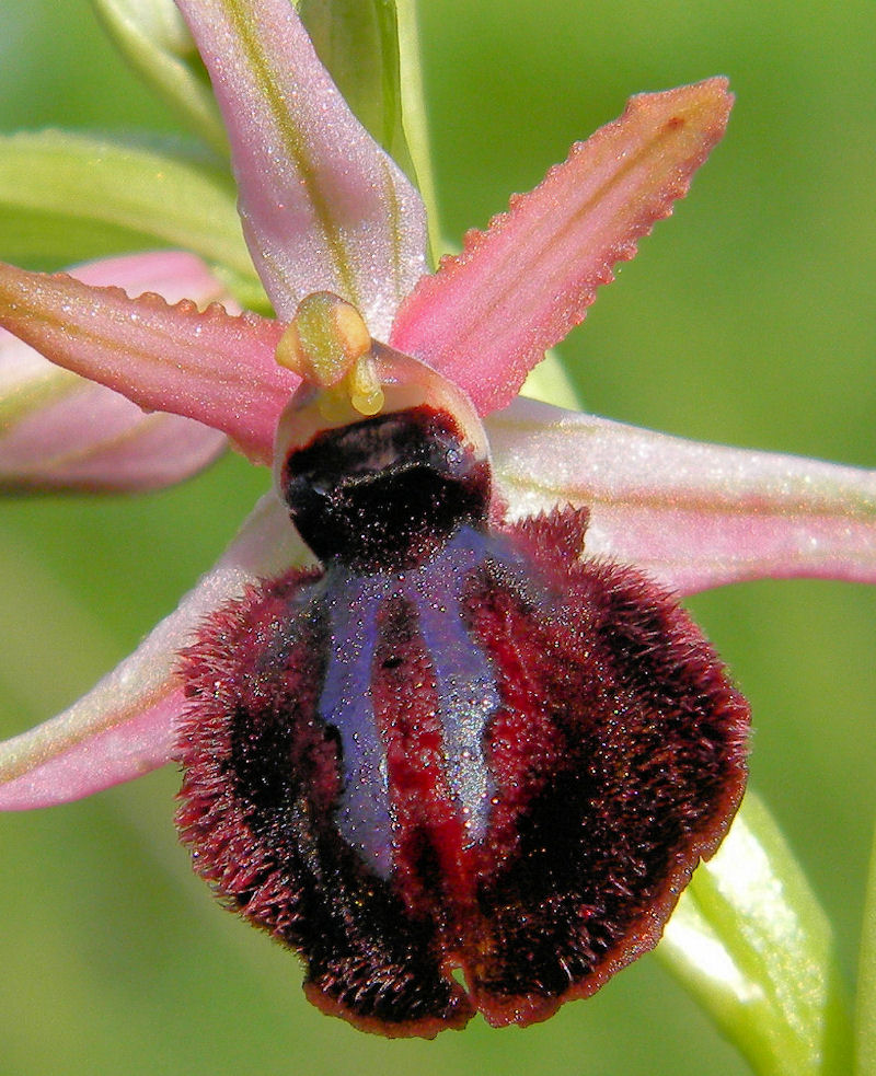 Orchidea di Siponto